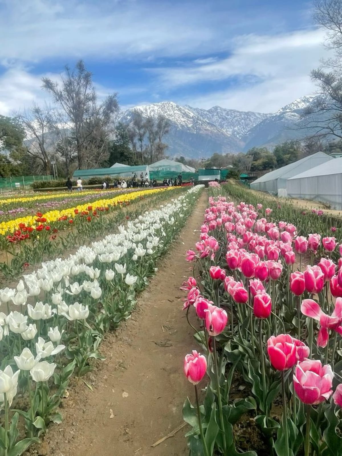 Palampur Travel Guide: Tea Gardens, Dhauladhars & Kangra Culture