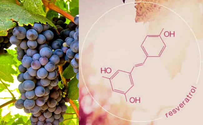 Ingredientes naturais do Hipercontroll: resveratrol da uva, magnésio, selênio e complexo B