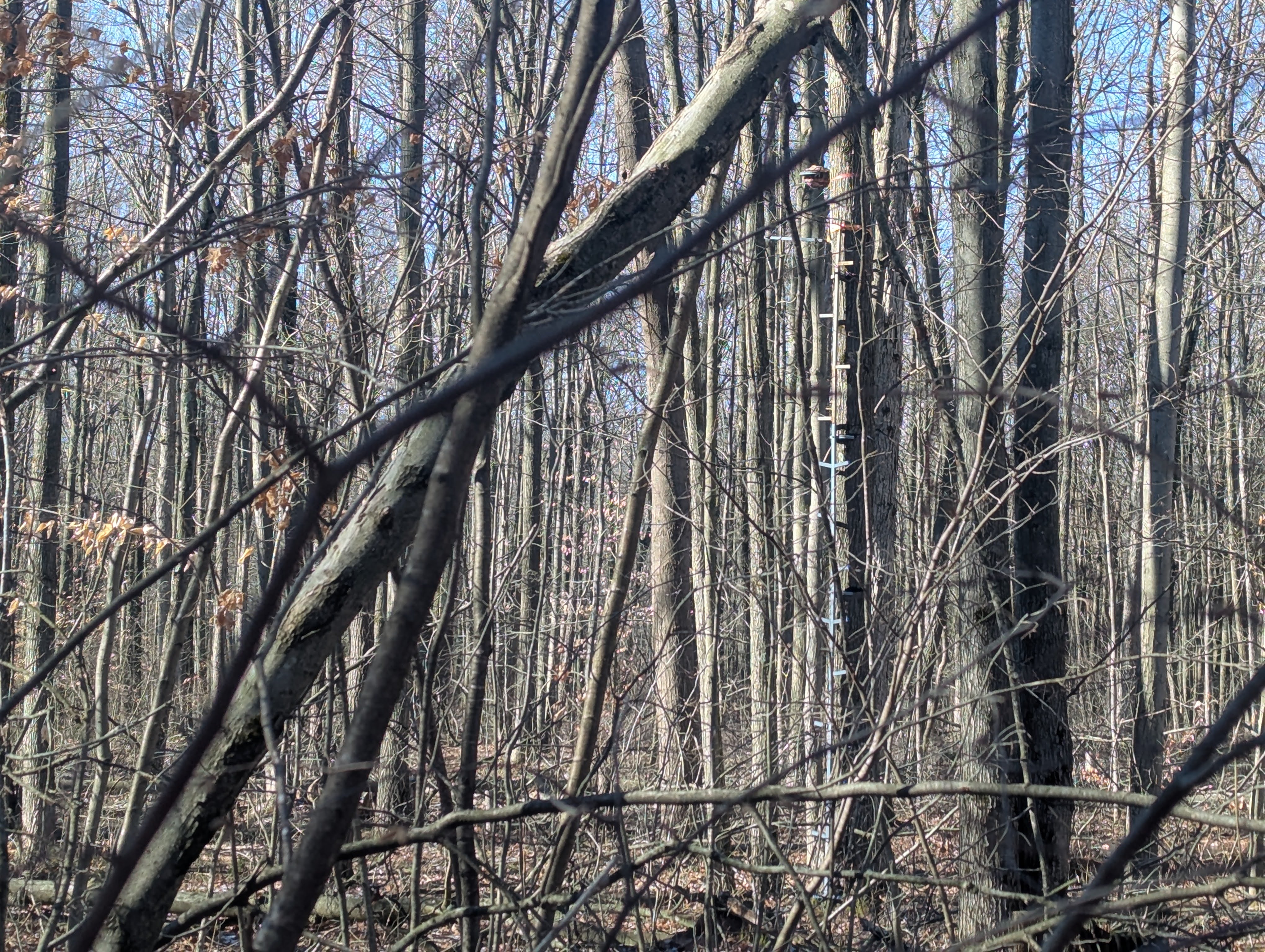 Natural setting at 00 East Road Maple Grove Township MI