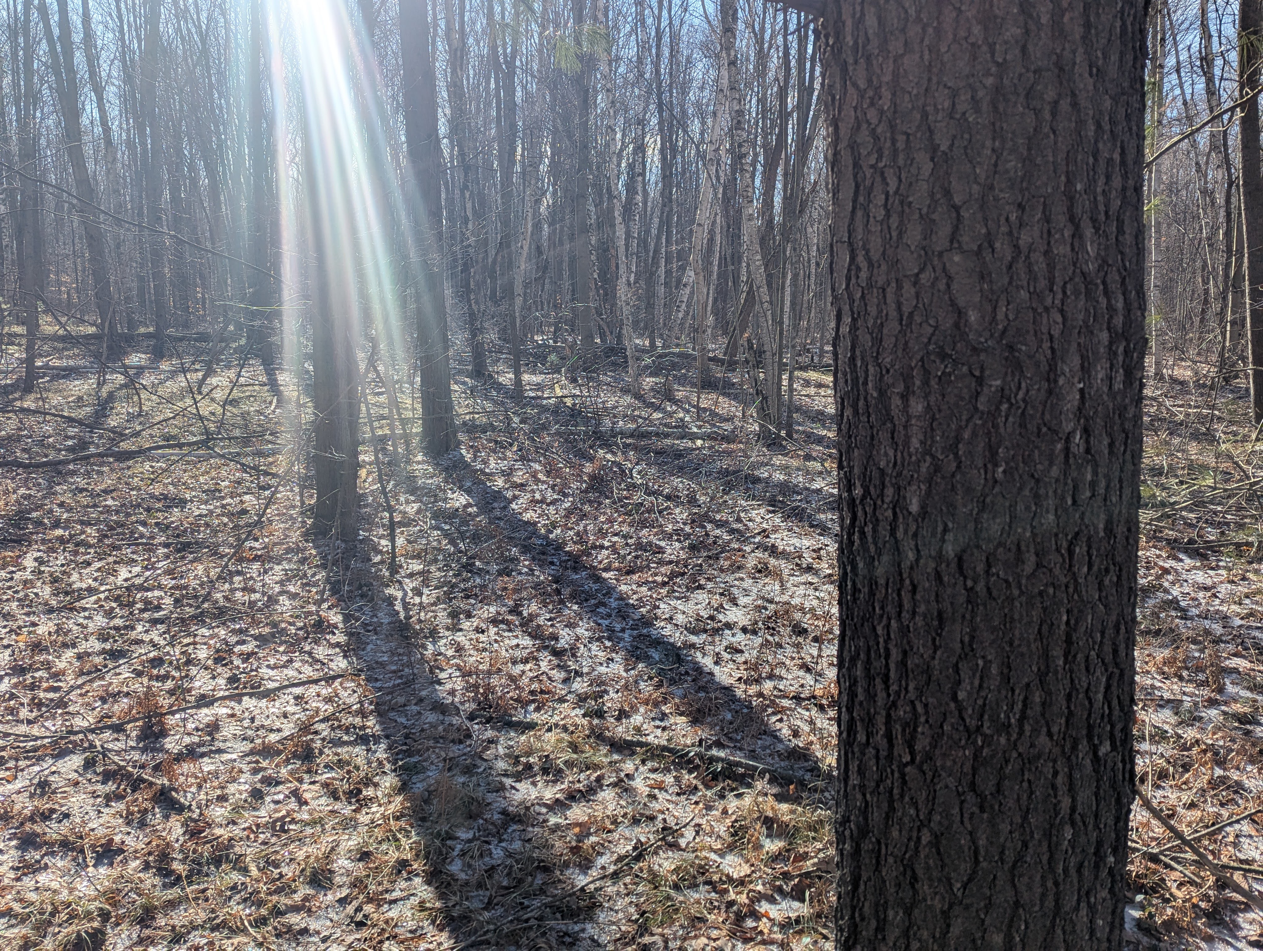 Cleared trail at 00 East Road Maple Grove Township MI