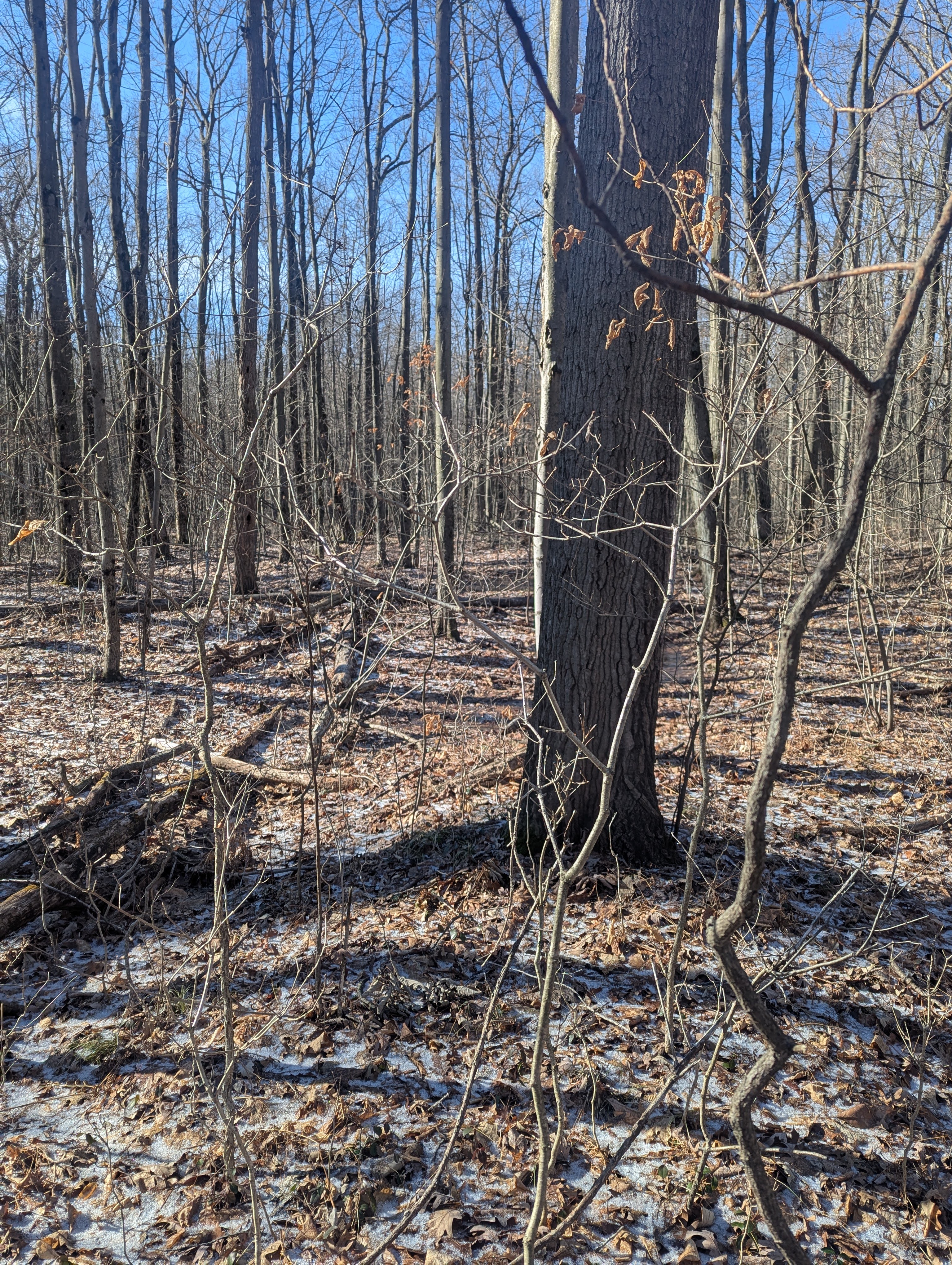 Wooded interior at 00 East Road Maple Grove Township MI