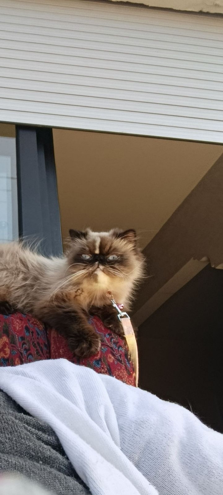 Ali's photo