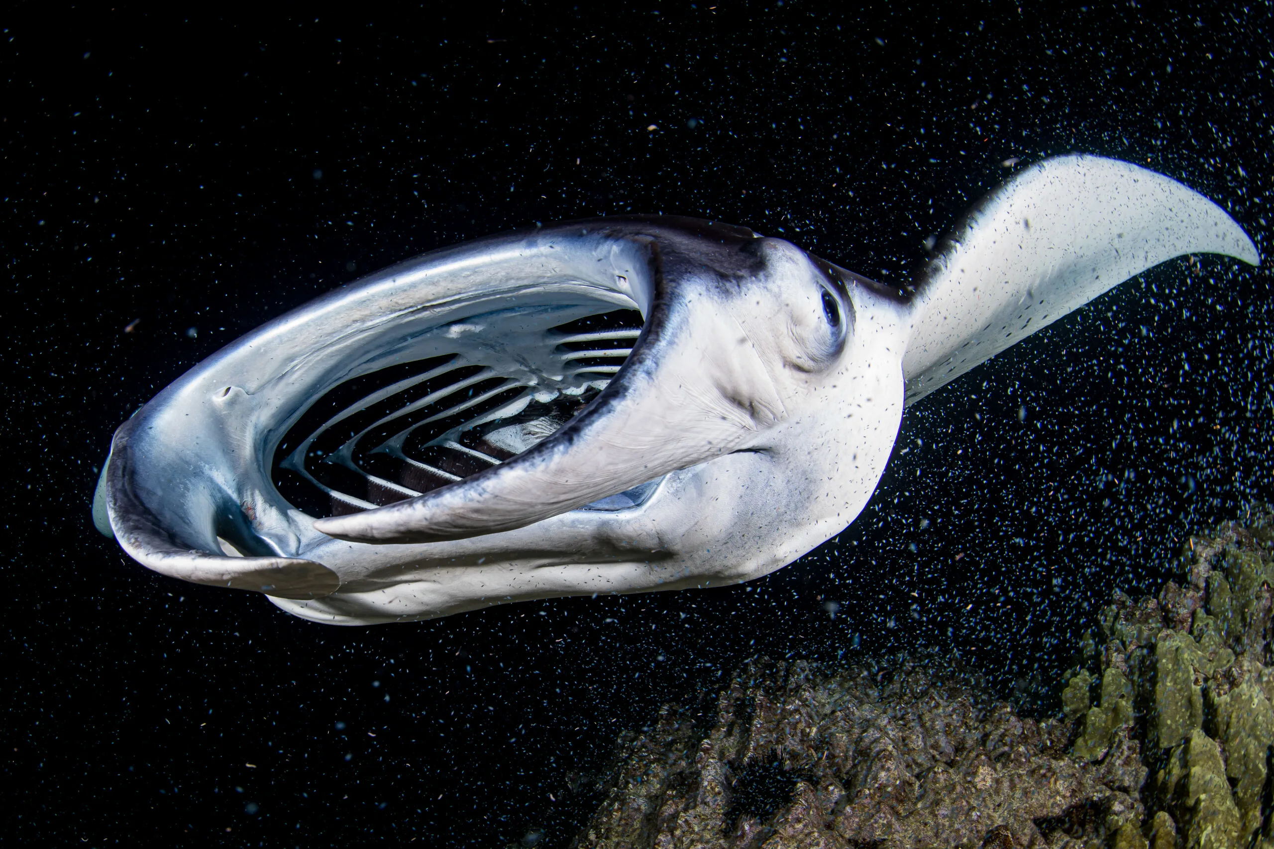 An impressive wide-angle underwater view of a shark swimming peacefully through the open ocean, emphasizing its majesty and vulnerability.