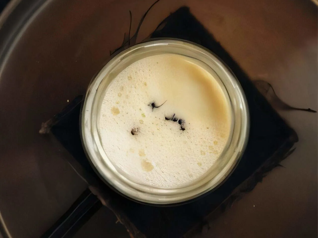 Visual of petri dishes and yogurt trials used in ant-powered fermentation process, highlighting active microbial cultures.