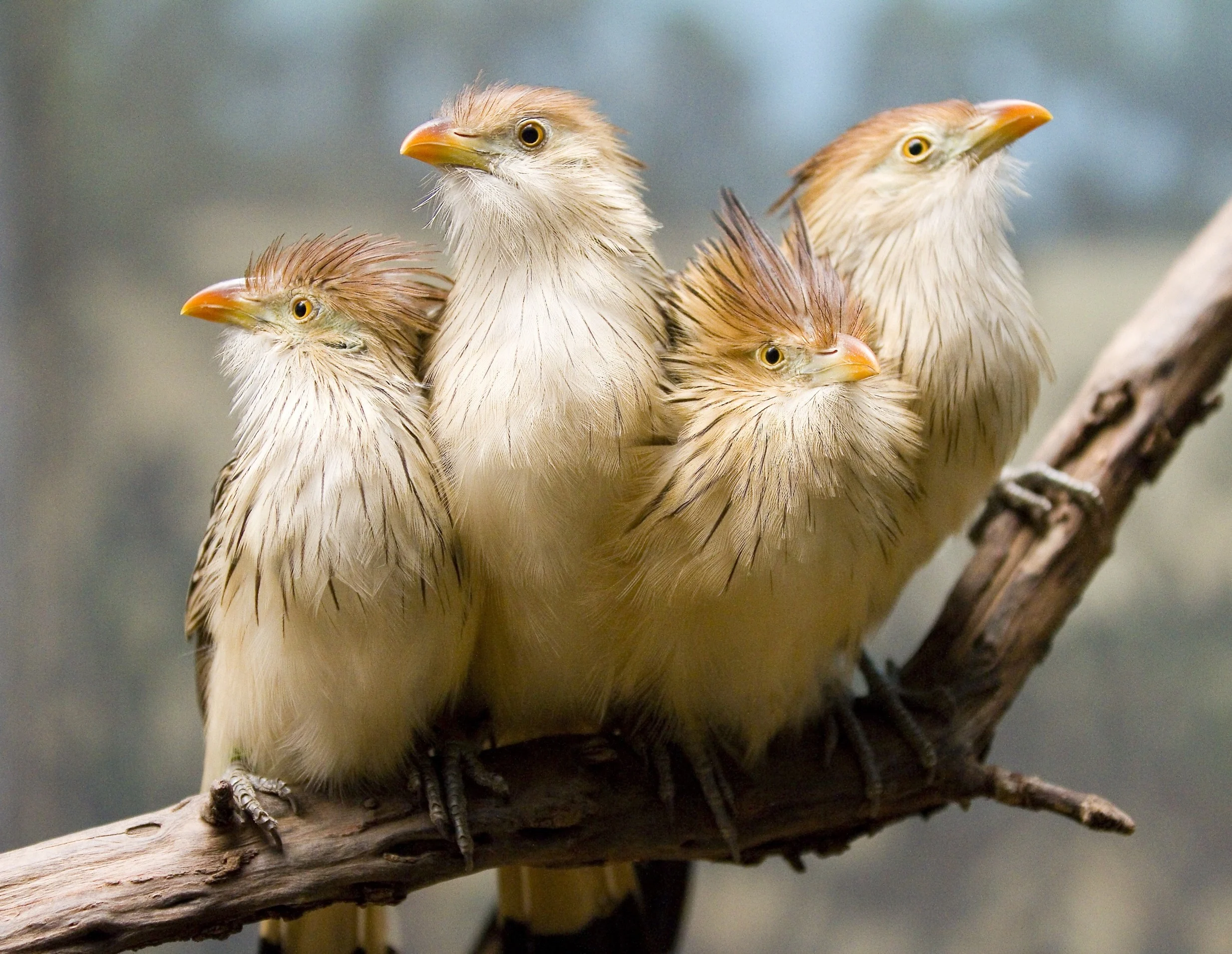 A bird captured emitting a warning call, illustrating alarm communication among avian species.