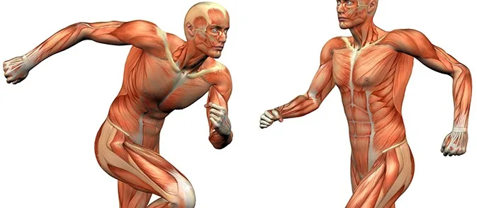 Stock image demonstrating exercise and movement, illustrating cardiovascular activity.