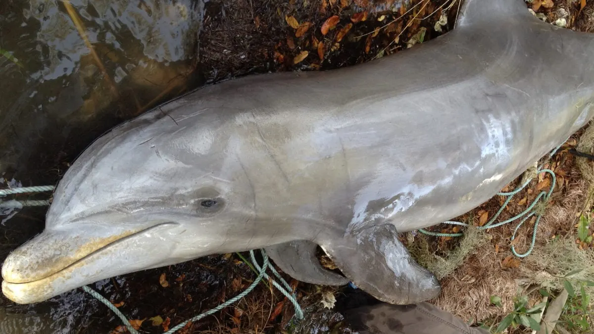 A striking image showing a dead dolphin on a Florida beach, visually aligning with the article’s topic on red tide-related strandings.