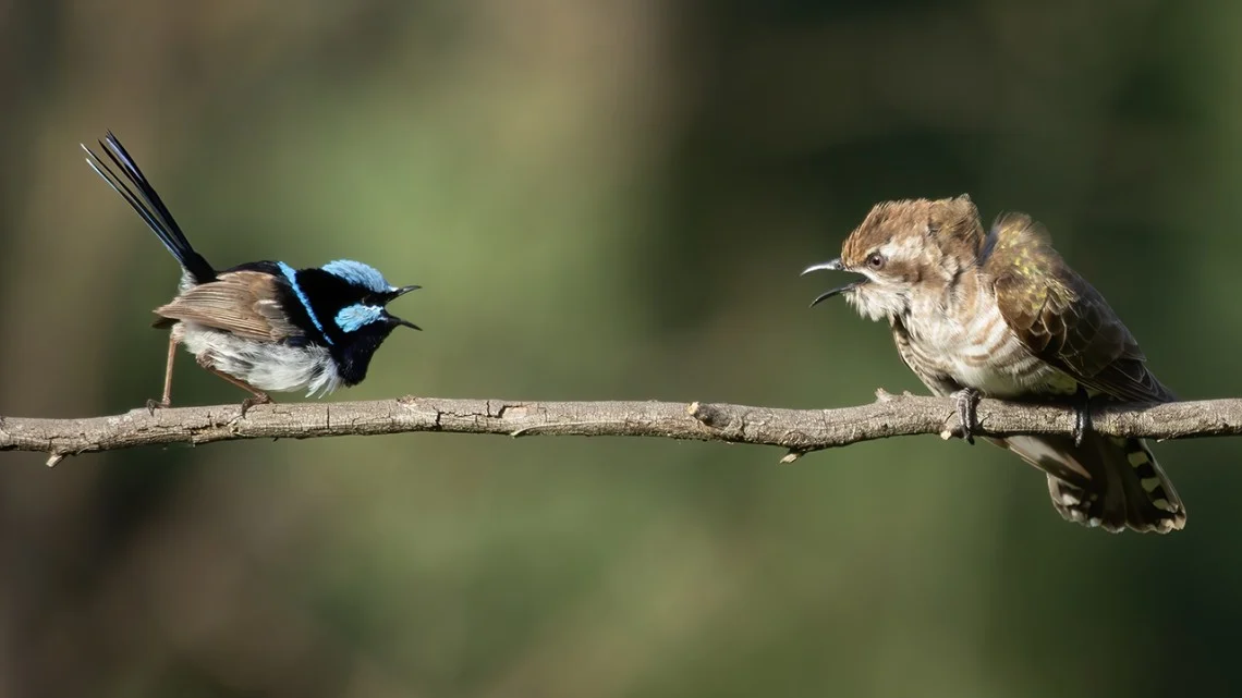 Group of birds interacting on tree branches, relevant to studies of communication and language evolution.