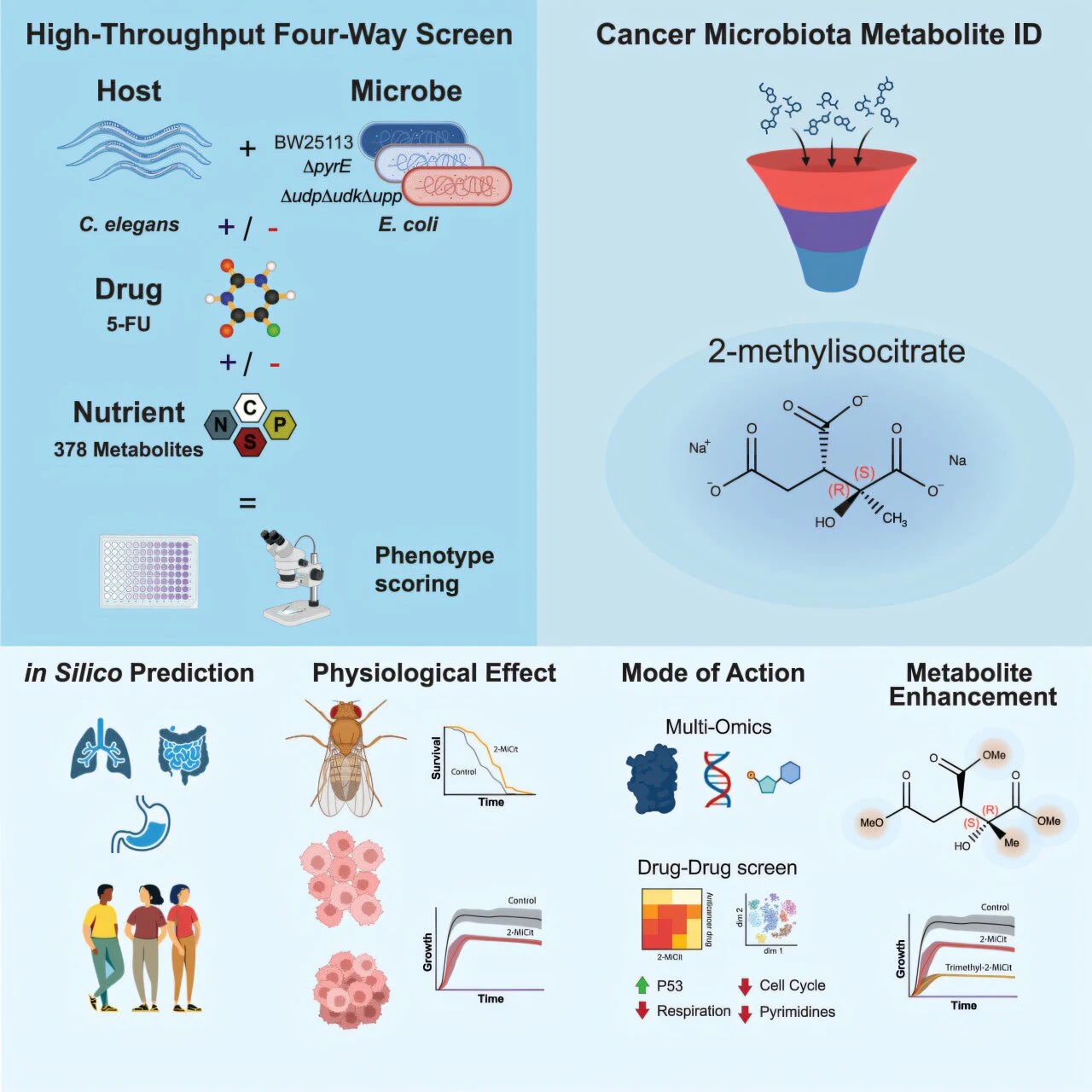 High-quality visual of bacterial colonies representing microbial presence in tumors, relevant to microbiome discoveries in oncology.