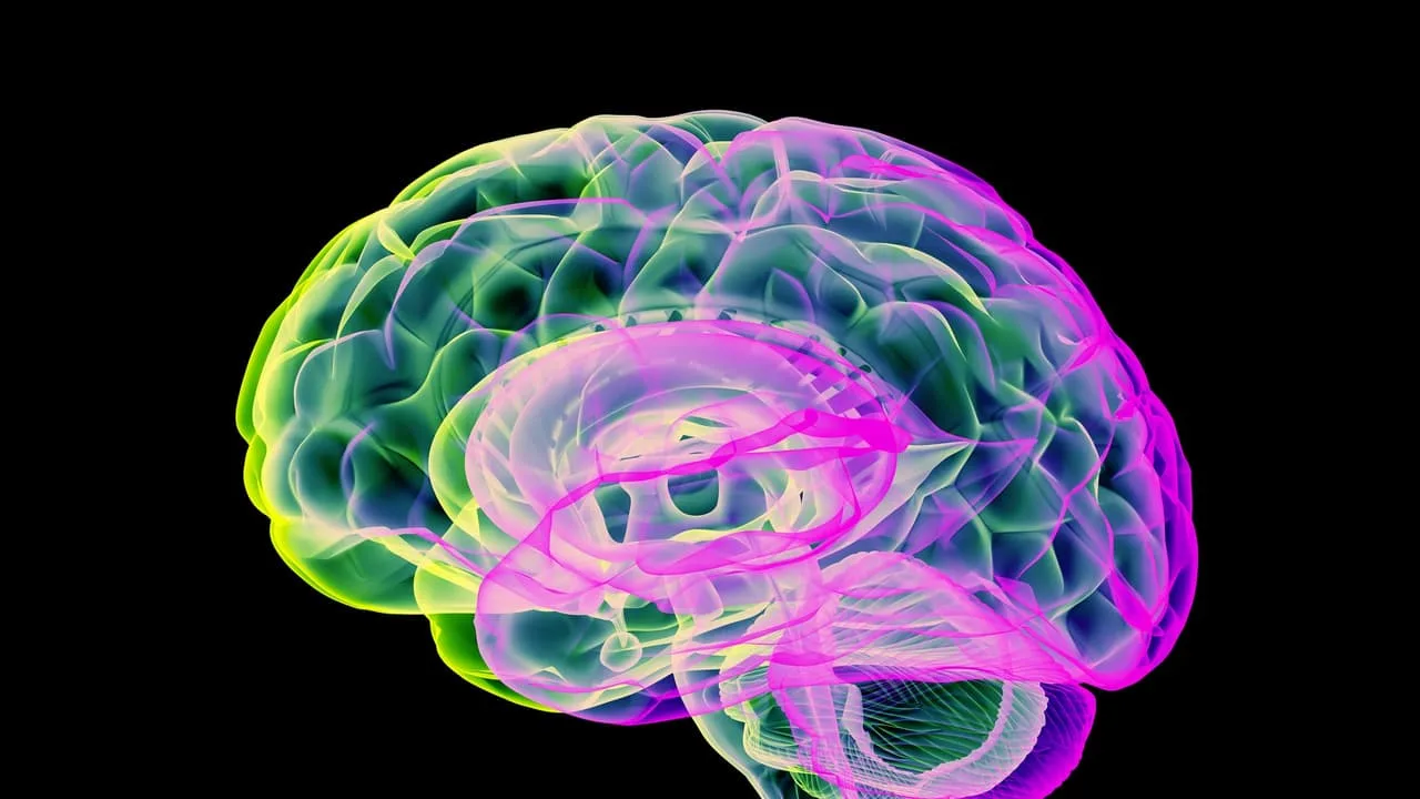 High quality image of a human brain visualization suited for cognitive science topics.