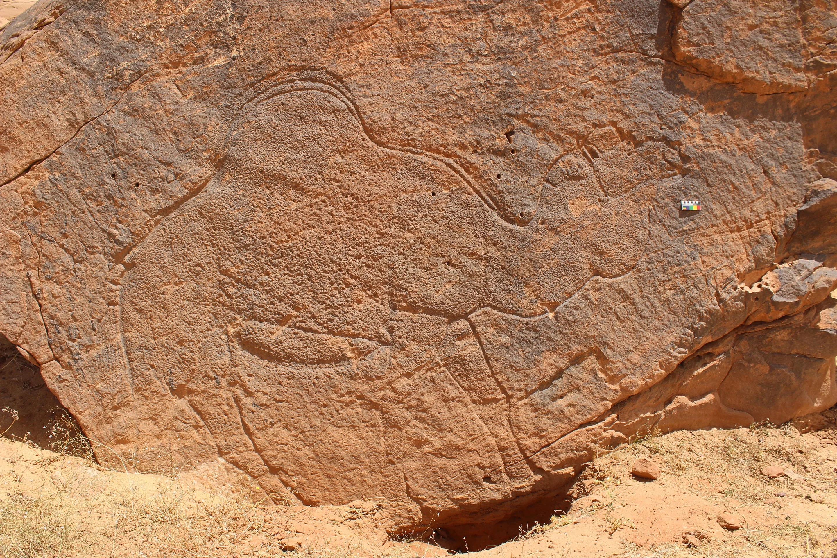 High-quality photograph showing ancient petroglyphs of camels and other fauna carved into a rock face in the Arabian desert, demonstrating advanced artistry from a lost 12,000-year-old civilization.