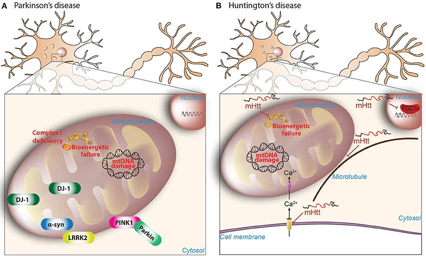 Scientific illustration of neural pathways, relevant to understanding cellular mechanisms in rare neurological diseases.