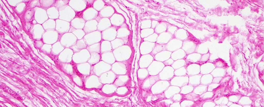 High-quality image showing a close-up of human fat tissue, relevant to article discussing brown fat pathways.