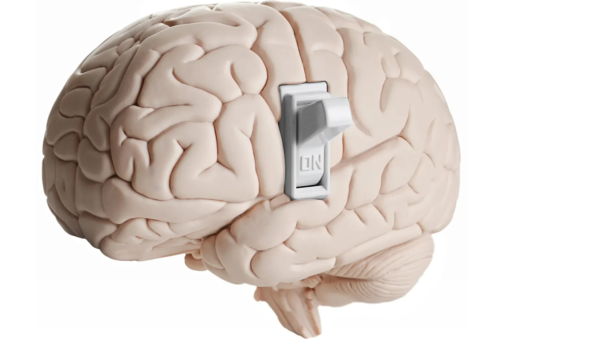 High-quality image of a brain with highlighted neural activity, likely representing neurological or receptor signaling processes relevant to MRAP2 and MC3R interactions.