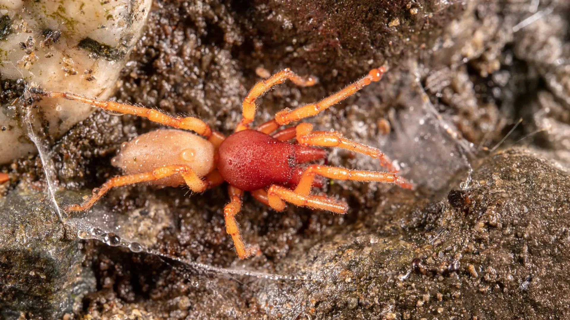 High-quality image of a woodlouse-hunting Dysdera spider in its natural habitat, highlighting its distinctive red coloring and large fangs.