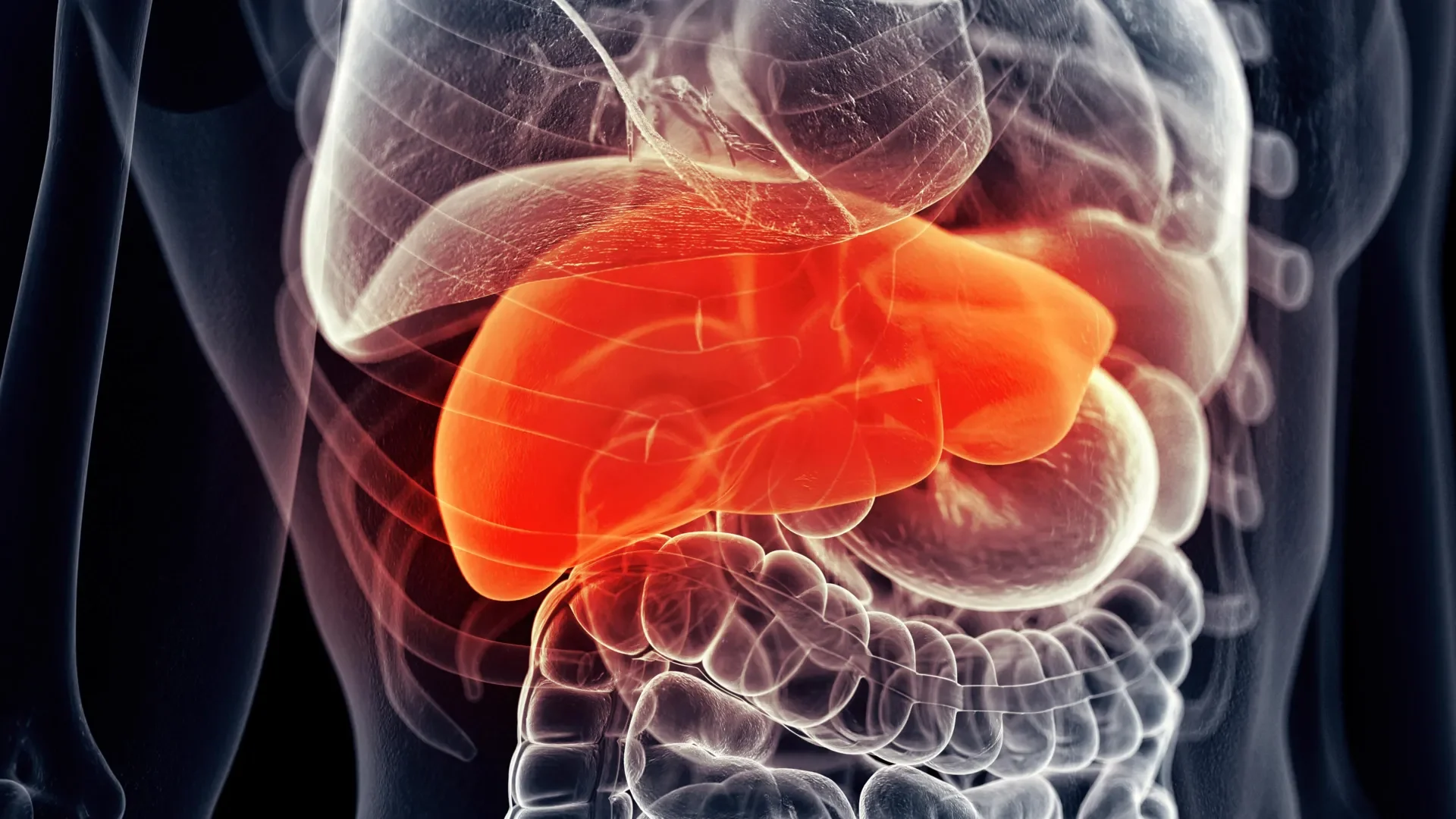 High-resolution anatomical visual of the human liver, depicting internal organ structure relevant to medical studies and treatments.