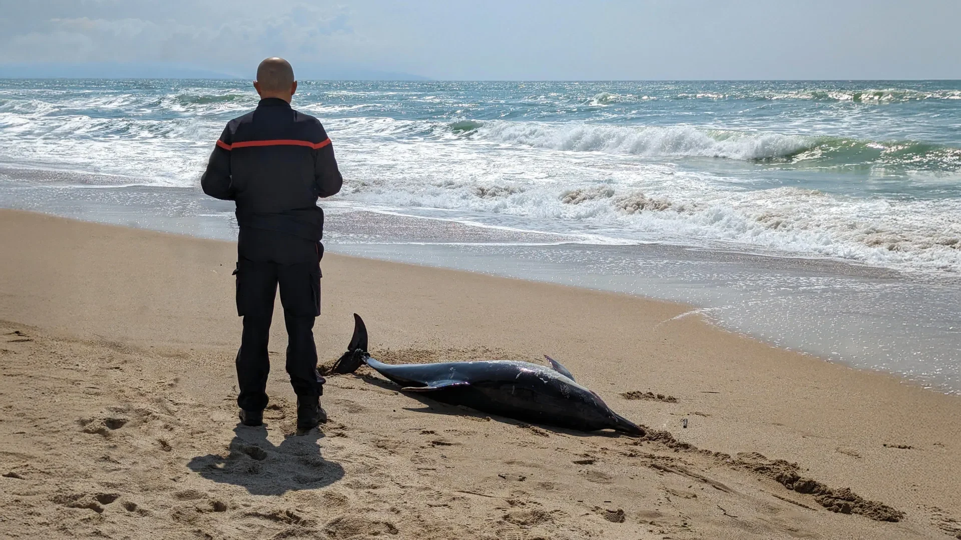 A high quality image of a stranded dolphin on the beach with a rescue worker nearby, capturing the impact of red tide events on marine mammals.