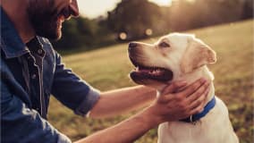 Ein Mann mit Bart und in einer Jeansjacke kniet und hält einen fröhlichen Labrador Retriever an den Wangen. Der Hund trägt ein blaues Halsband und schaut den Mann glücklich an. Der Hintergrund zeigt eine sonnige Wiese und Bäume im weichen, warmen Licht des Sonnenuntergangs.