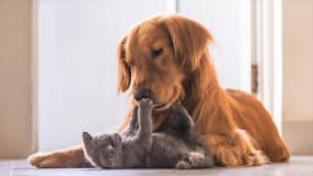 Eine golden retriever Hund liegt sanft auf dem Boden und schnüffelt an einer kleinen grauen Katze, die auf dem Rücken liegt und ihren Vorderpfoten die Schnauze des Hundes berührt.
