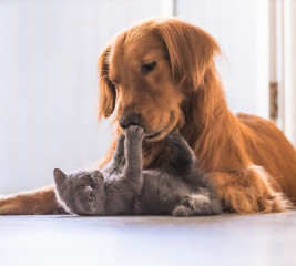 Katzen- und Hundeversicherung: Was ist versichert?