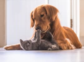 Katzen- und Hundeversicherung: Was ist versichert?