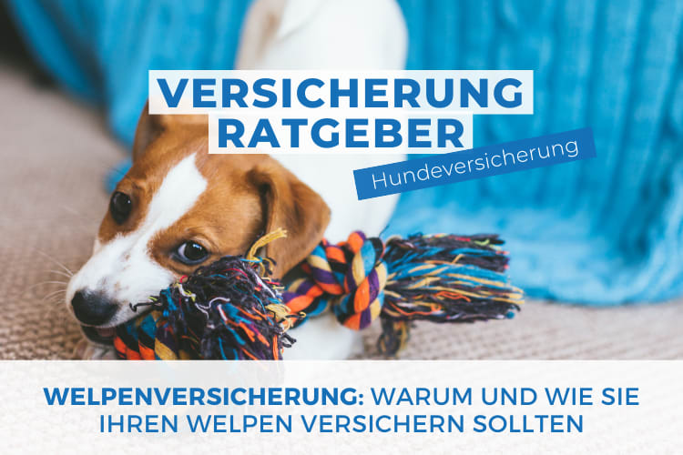 Ein niedlicher Welpe mit braun-weißem Fell liegt auf einem Teppich und spielt mit einem bunten Spielzeugseil. Im Hintergrund ist ein blaues Sofa zu sehen. Oben im Bild befinden sich zwei Textfelder: Eines mit der Aufschrift "Versicherung Ratgeber" und ein kleineres "Hunderversicherung". Unten steht: "Welpenversicherung: Warum und wie Sie Ihren Welpen versichern sollten".