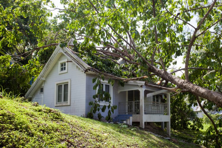 Ein großes ausgestrauchtes Haus ist unter den Ästen eines umgestürzten Baums begraben. Der Baum liegt auf dem Dach, und zahlreiche grüne Blätter und Zweige verdecken Teile des Gebäudes. Das Haus steht auf einem leicht geneigten Grundstück und ist von dichtem, grünem Laub umgeben.