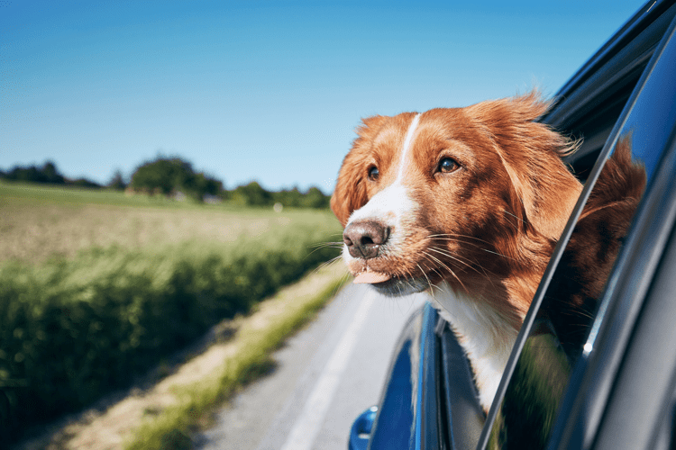 Mit Hund verreisen: Tipps für einen entspannten Urlaub mit Ihrem Vierbeiner
