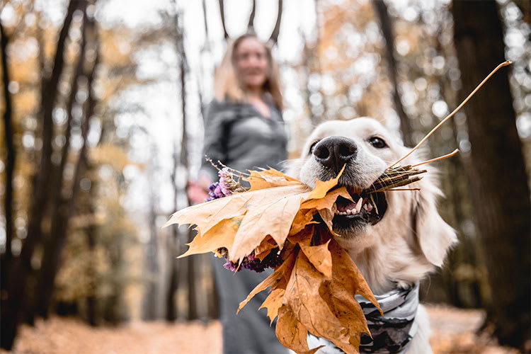 Sicher durch den Herbst: 5 Tipps für Hundebesitzer:innen