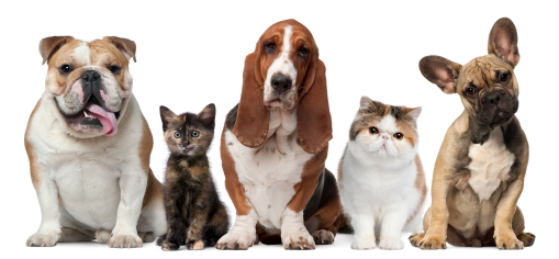 Hunde+Katzen_Globalp