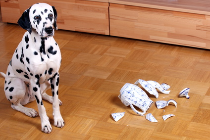 Hund mit kaputter Kanne schaut schuldbewußt