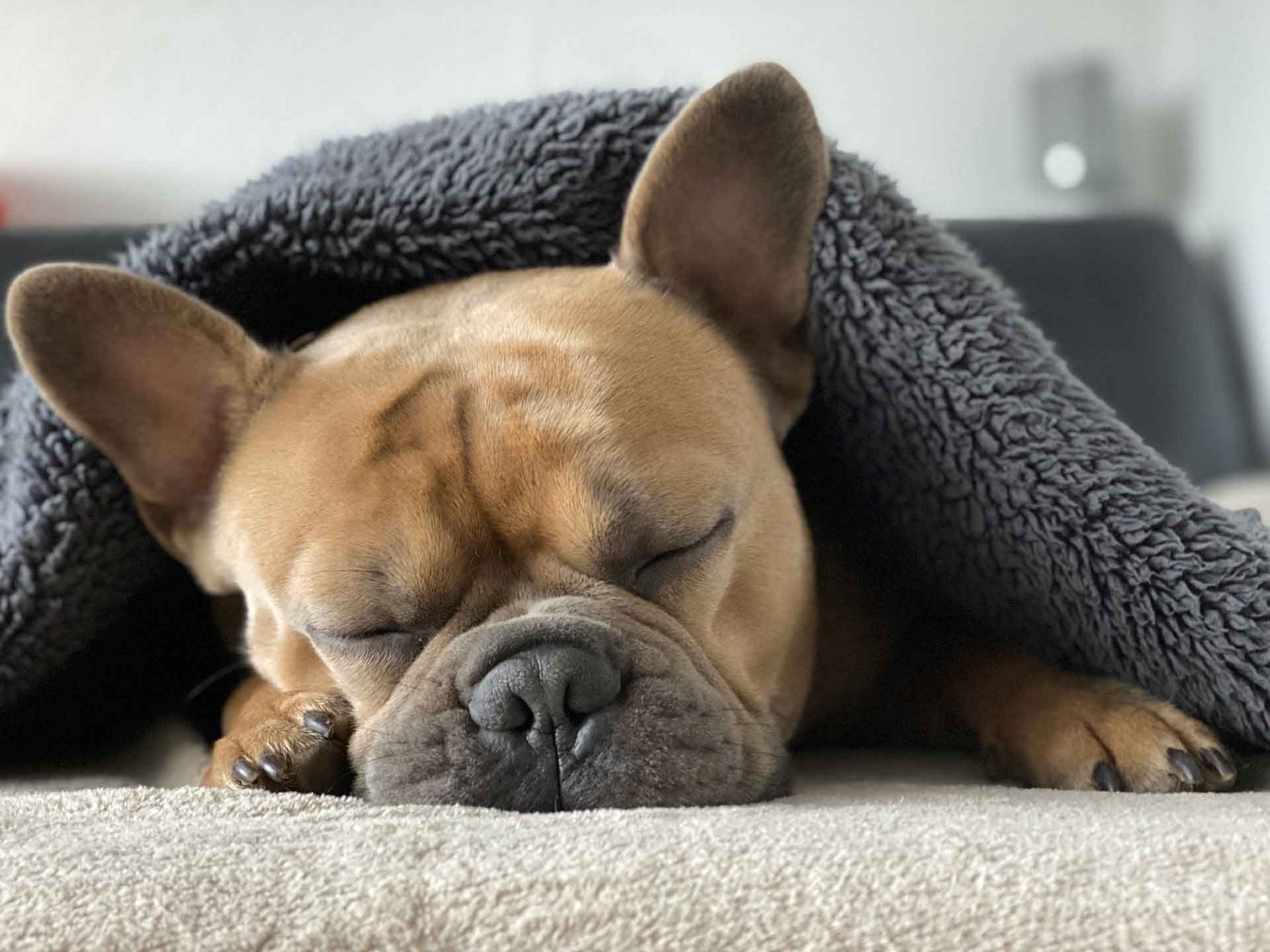 Französische Bulldogge