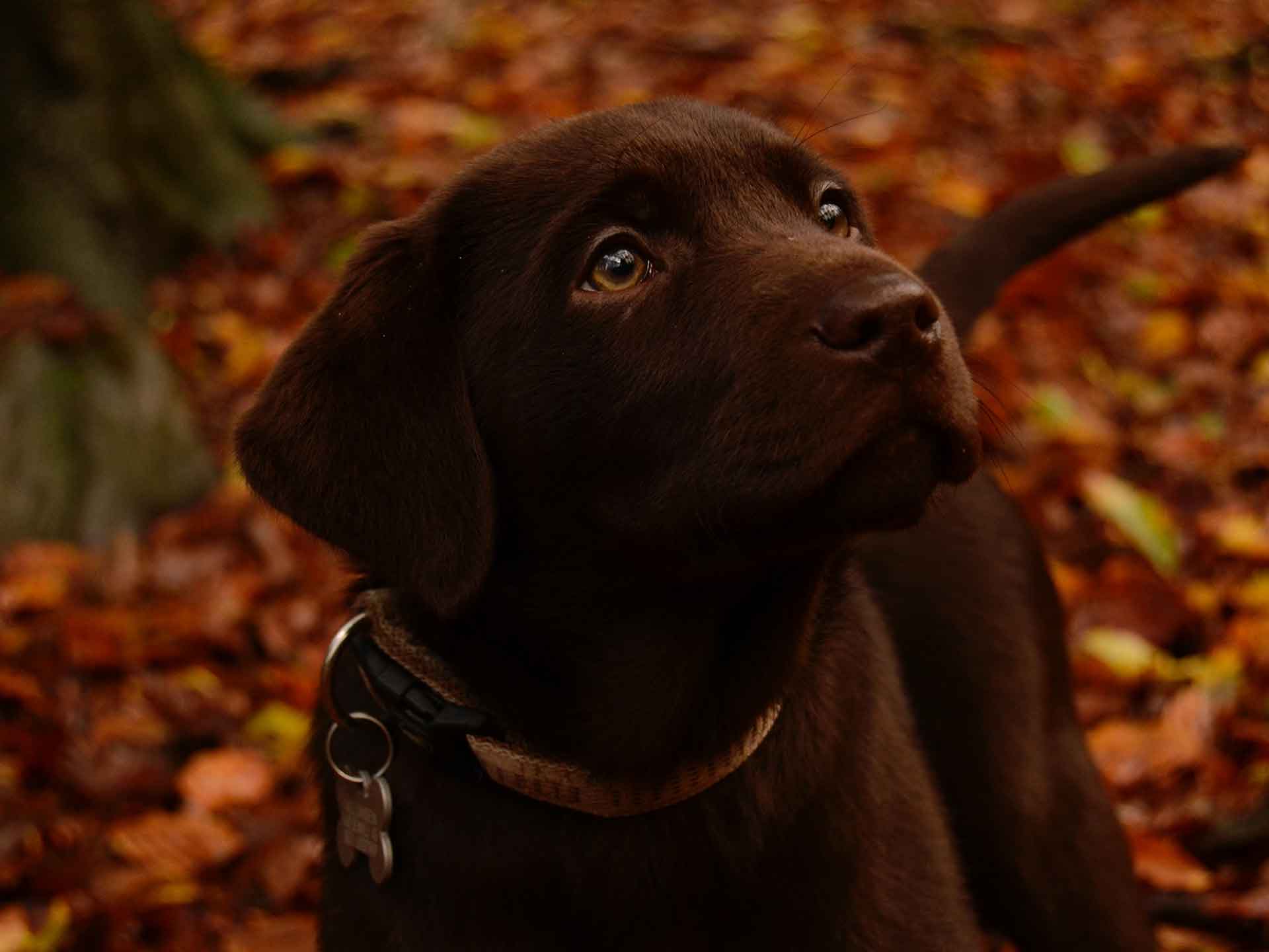 Labrador