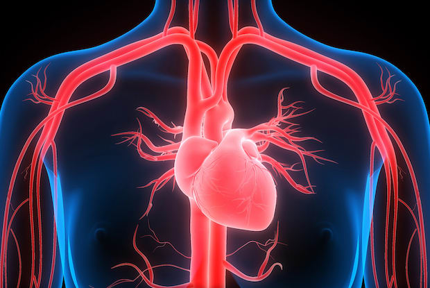 A neon graphic of a transparent torso exposing a heart and arteries. 