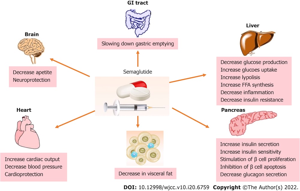 semaglutide's various effects from mimicking GLP-1 hormone