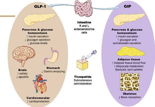 the mechanism of action of tirzepatide