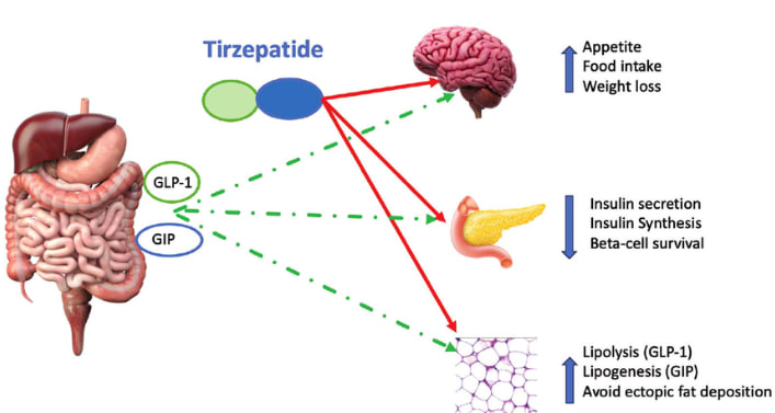 Tirzepatide’s mechanism of action