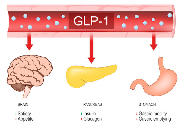 A graphic of GLP-1, a brain, a pancreas, and a stomach. 