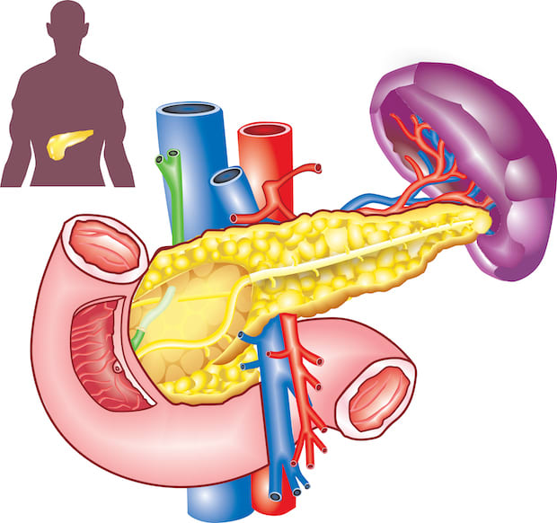 A graphic of a pancreas and a silhouette of a body.