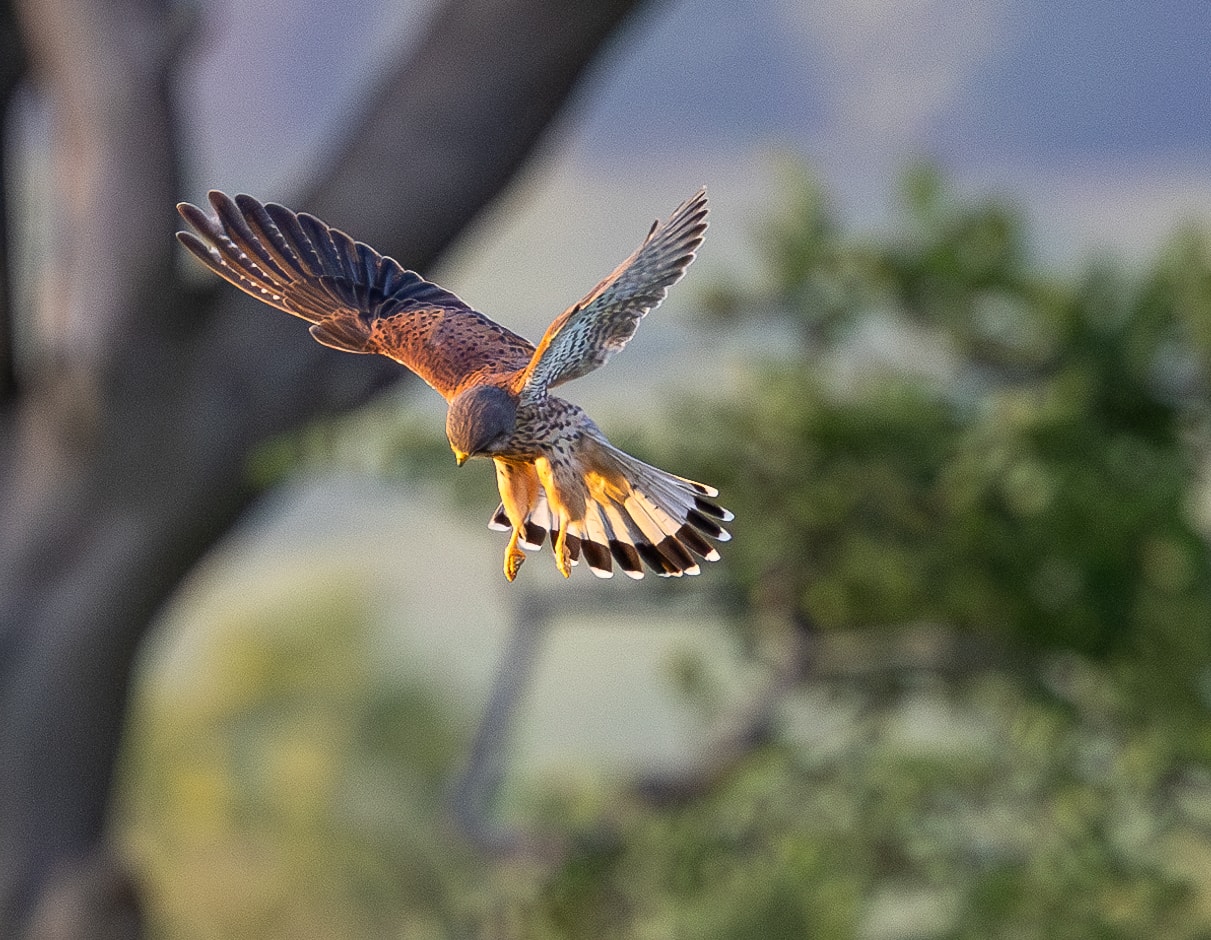 Kestrel Hovering for Food