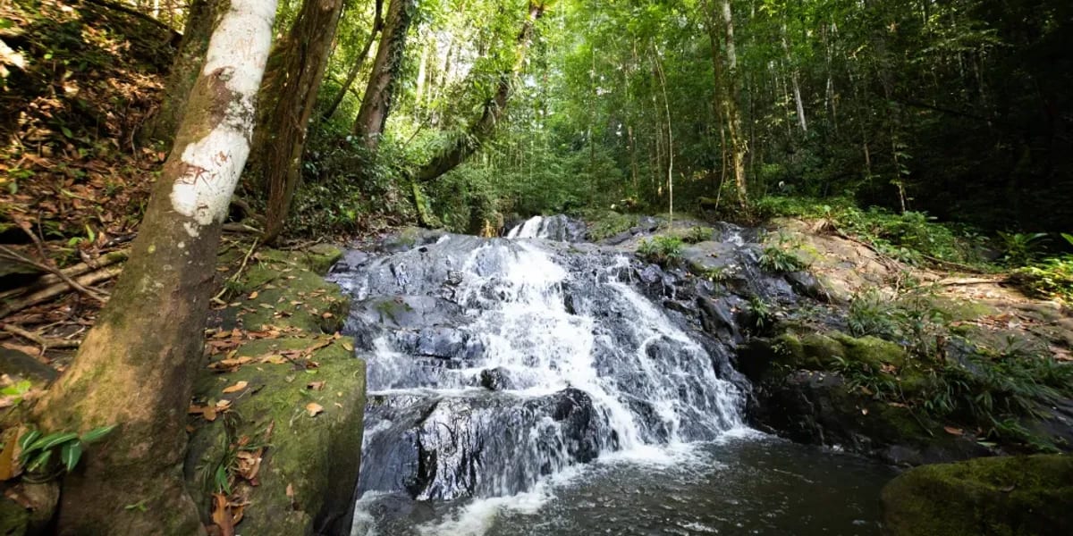 Journée mondiale de l'environnement : et si le covoiturage était notre geste pour la Guyane ?