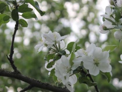 Синоптики рассказали о погоде на первомайские выходные в Калуге