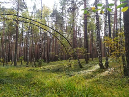 Ежегодный анализ данных государственного лесопатологического мониторинга провели в Брянской и Калужской областях
