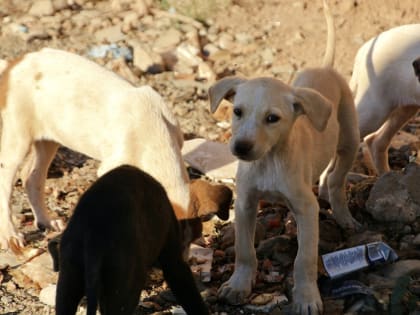 В Калужской области собаки стали меньше кусать людей