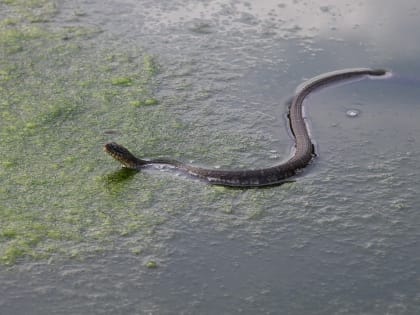 Где нельзя купаться в Калужской области?