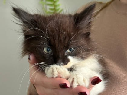 Мэр Калуги ищет добрых хозяев для найденного котёнка
