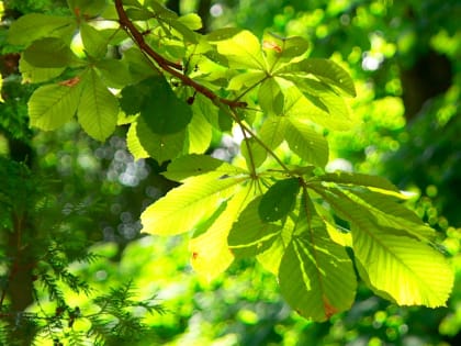 Август может стать самым жарким месяцем лета