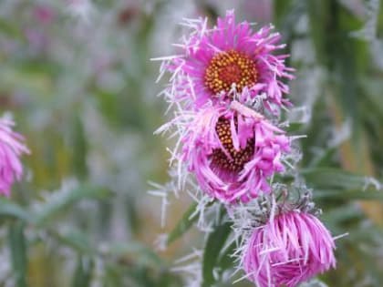 Из-за арктического вторжения в Калуге ожидаются заморозки