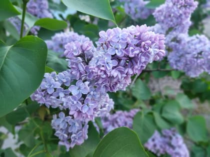 В Калуге потеплеет до +24 градусов