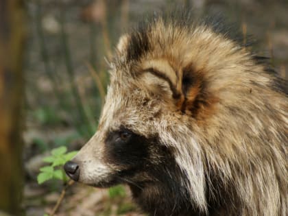 В Калужской области зафиксировали еще один случай бешенства